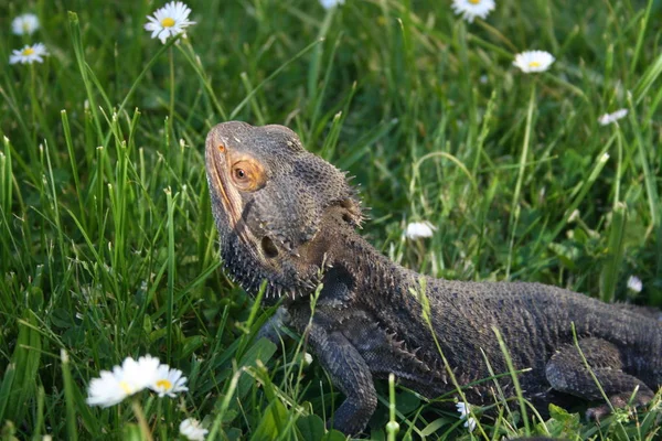 Bearded Dragon Exotic Lizard Reptilian — Stock Photo, Image