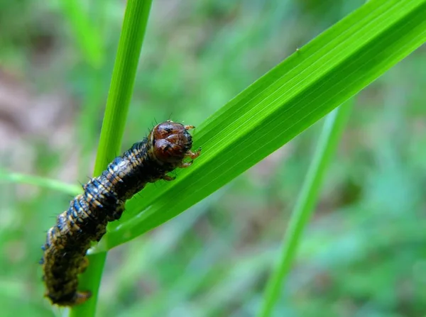 Caterpillar Insect Small Worm — Stock Photo, Image