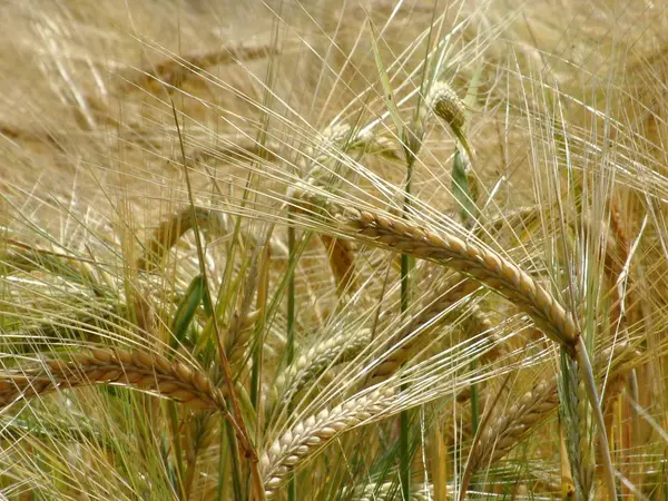 Olika Ingredienser Selektivt Fokus — Stockfoto