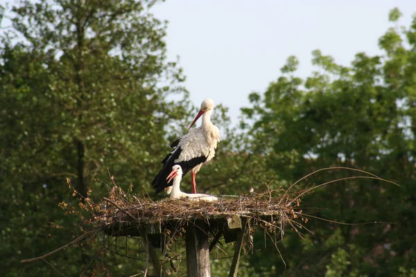 Stork Wild Nature Bird — Stock Photo, Image