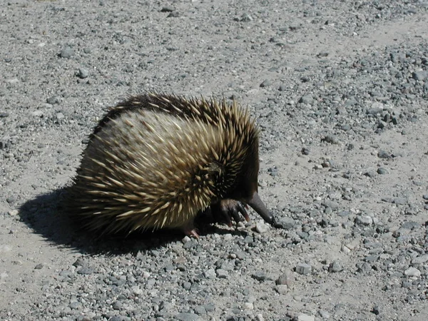 Curta Cozido Echidna Hedgehog Animal — Fotografia de Stock