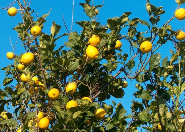 Фон Лимонного Дерева Сельскохозяйственная Концепция — стоковое фото