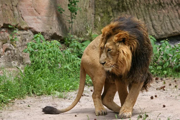 Depredador Animal León Depredador Felino — Foto de Stock