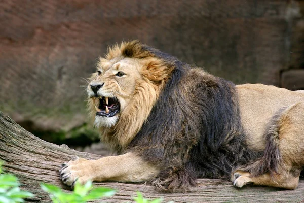 Raubtier Löwenkatze — Stockfoto