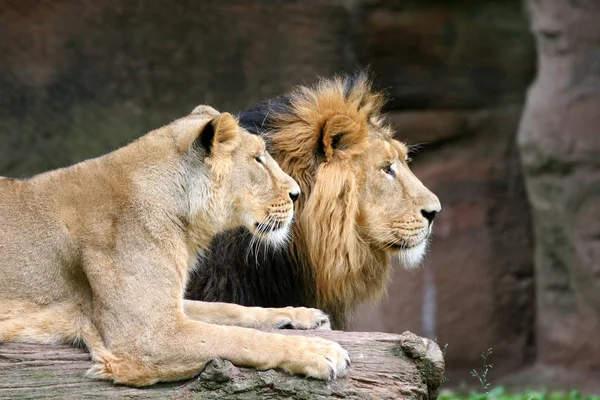 Afrikanskt Lejon Vilda Stora Kattdjur — Stockfoto