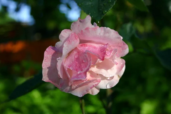 Schöne Botanische Aufnahme Natürliche Tapete — Stockfoto