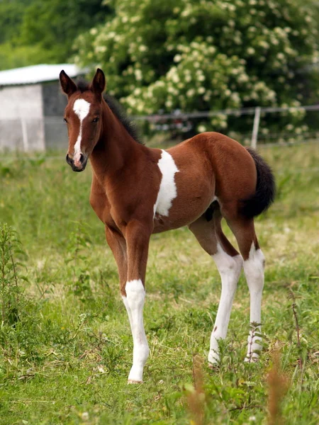 Schattig Paard Wilde Natuur — Stockfoto