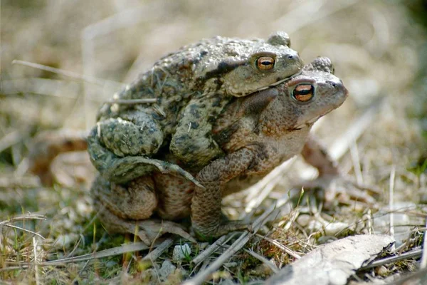 Βάτραχος Ερπετό Βάτραχος Αμφίβιο Ζώο — Φωτογραφία Αρχείου