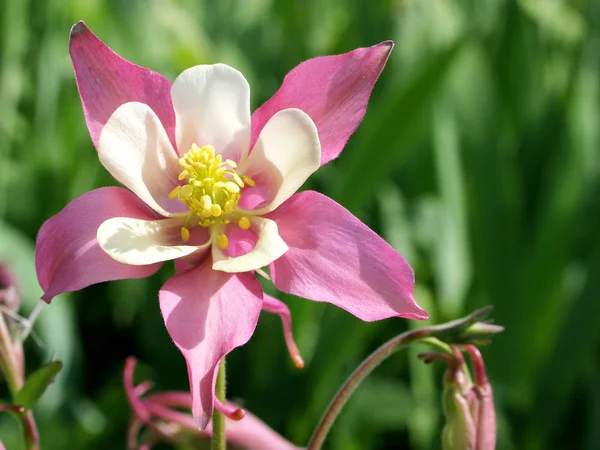 Schöne Blühende Blume Natur Konzept Hintergrund — Stockfoto