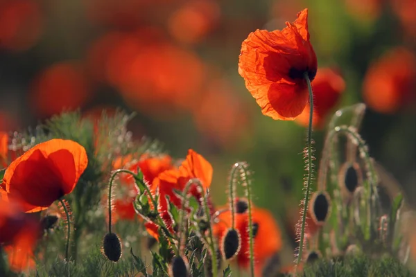 Vue Rapprochée Belles Fleurs Pavot Sauvage — Photo