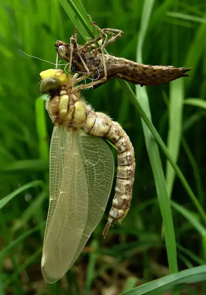 Odonata Szitakötő Természetben Flóra — Stock Fotó