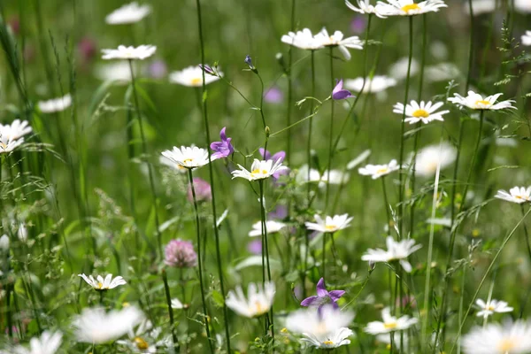 Les Fleurs Des Prairies Flore Des Champs Herbe — Photo