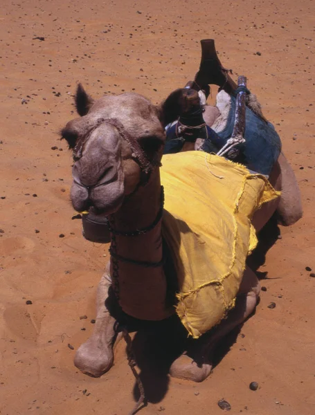 Zaznamenáno Egyptě Roce 1991 — Stock fotografie