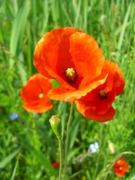 Close View Beautiful Wild Poppy Flowers — Stock Photo, Image