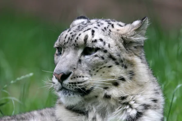 Snöleopard Rovdjur Katt — Stockfoto