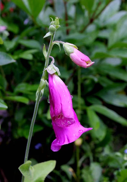 Foxglove Era Primera Planta Medicinal Medicina Moderna Sus Efectos Benéficos — Foto de Stock