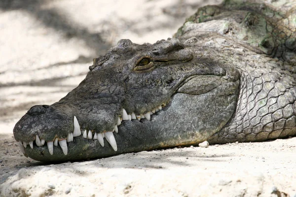 Krokodil Farliga Reptil Djur — Stockfoto