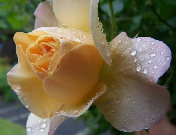 Mooi Botanisch Schot Natuurlijk Behang — Stockfoto