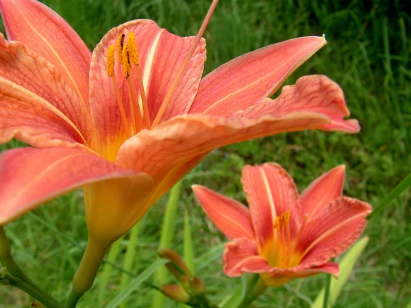 Vue Rapprochée Belle Fleur Lys — Photo