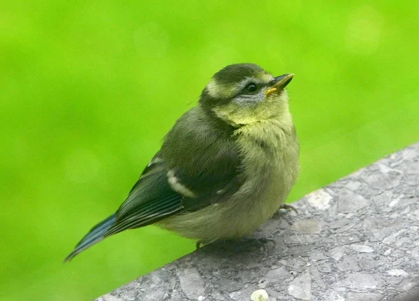 Vacker Utsikt Över Vackra Titmouse Fågel — Stockfoto