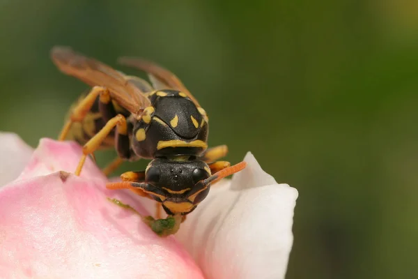 Wasp Rose Mantiene Los Ojos Puestos — Foto de Stock