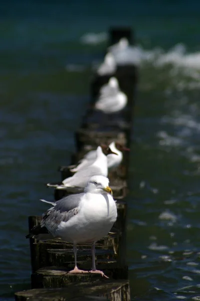 Aussichtsreiche Aussicht Auf Schöne Vögel Der Natur — Stockfoto