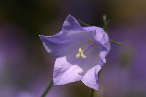 美しい自然の鐘の花の景色 — ストック写真