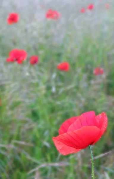 美しい野生のケシの花の近景 — ストック写真