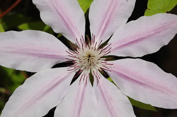 Clematis Mor Çiçek Yaprakları — Stok fotoğraf
