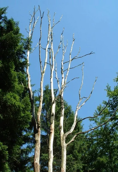 Schöne Aussicht Auf Die Natur — Stockfoto