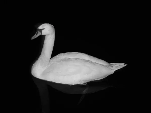 Vista Panorámica Del Majestuoso Cisne Naturaleza — Foto de Stock