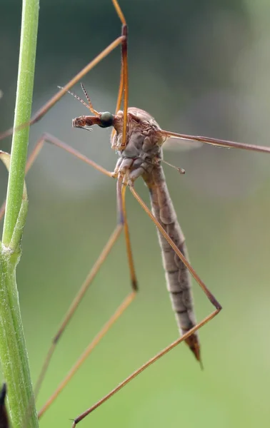 Közelkép Bug Vad Természet — Stock Fotó