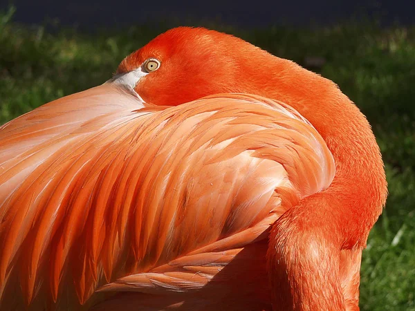 Flamingo Naturalne Tło Ptaków — Zdjęcie stockowe