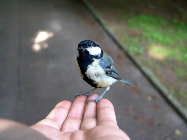 Came Just Hand Flown You Held Out — Stock Photo, Image