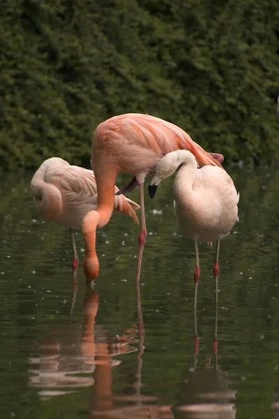 Flamingos Natural Bird Background — Stock Photo, Image