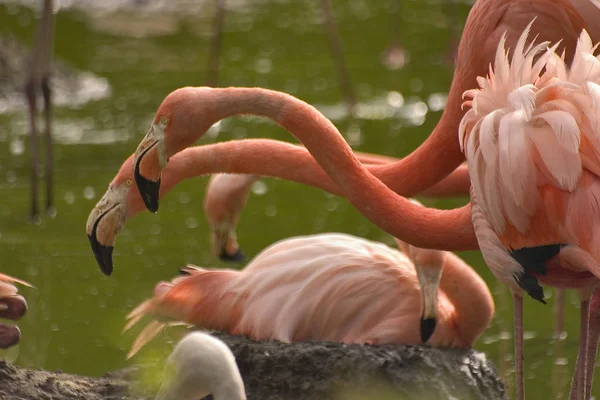 Flamingos Fond Naturel Oiseau — Photo