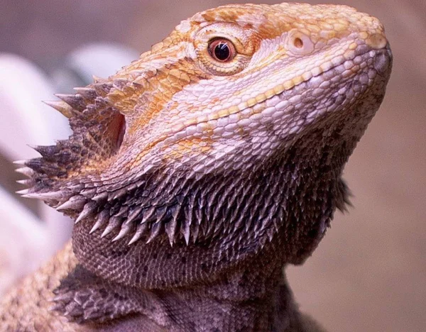 Animal Lagarto Réptil Iguana — Fotografia de Stock