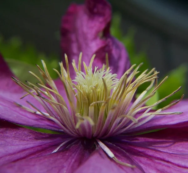 Flora Petali Fiori Pianta Botanica — Foto Stock