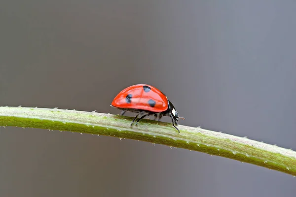 Visão Close Pequeno Inseto Ladybird — Fotografia de Stock