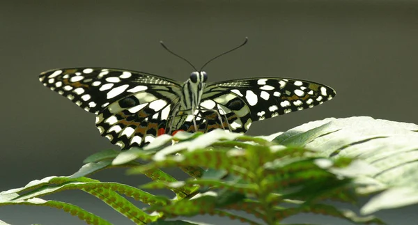 Close Uitzicht Mooie Kleurrijke Vlinder — Stockfoto