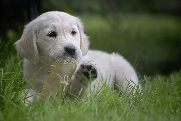 Porträtt Söt Hund — Stockfoto