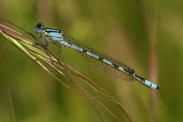 Primo Piano Macro Vista Insetti Libellula — Foto Stock