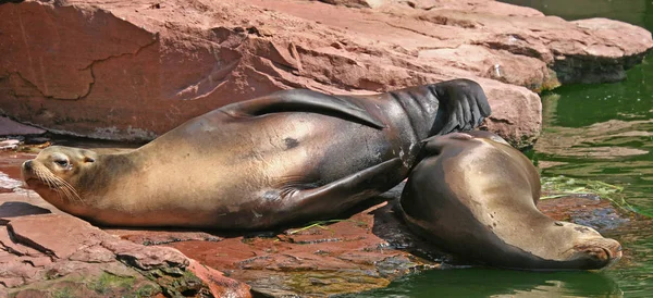 Fondo Pantalla Tema Marino Disparo Luz Del Día — Foto de Stock