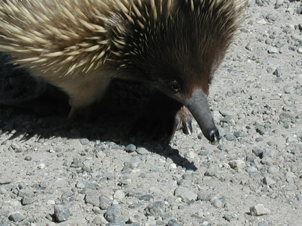 Stekelige Egel Dier Stekelige Egels — Stockfoto