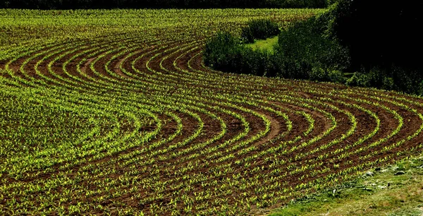 Country Life Selective Focus — Stock Photo, Image