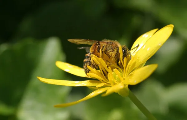 Pszczoła Żółtym Kwiatku — Zdjęcie stockowe