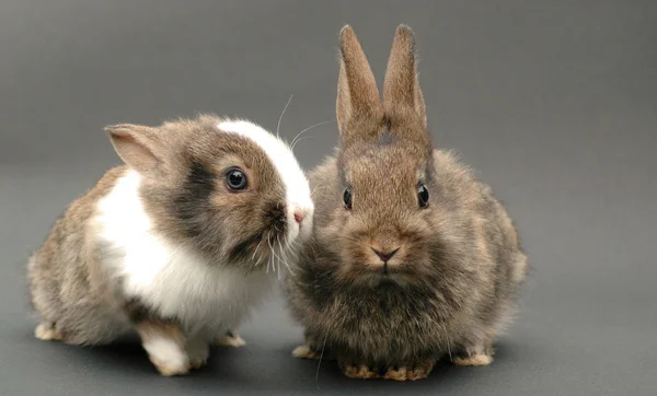 Mittlerweile Wochen Alter Kaninchenbabys Der Beweis Dass Ein Bock Durch — Stockfoto