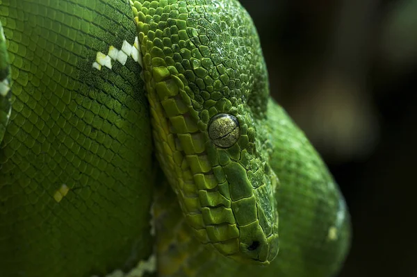 Ormreptil Djurvärld — Stockfoto