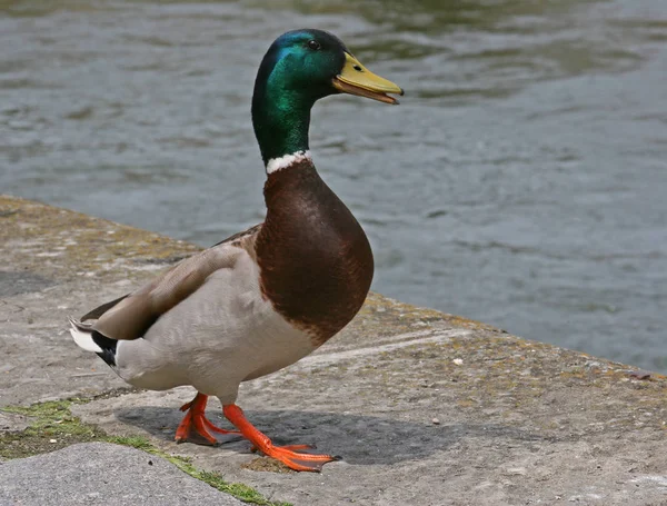 Madármegfigyelő Lövés Kacsák Vad Természetben — Stock Fotó