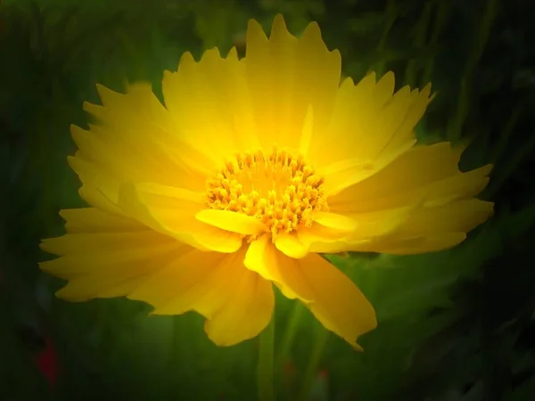 Beautiful Botanical Shot Natural Wallpaper — Stock Photo, Image